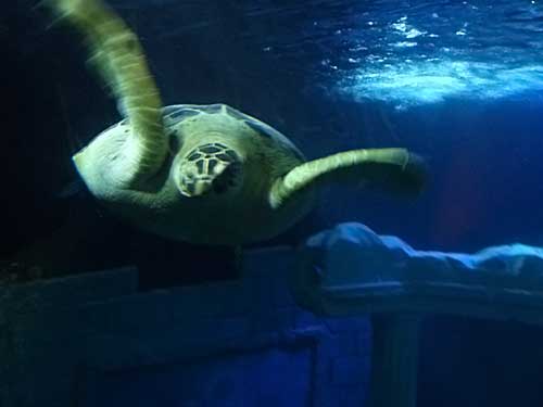 Sea Life Porto