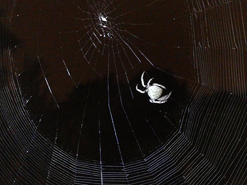 Atelier de Insectos