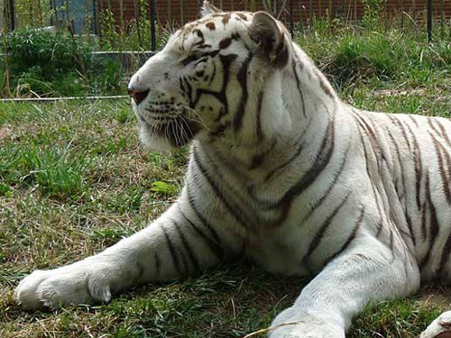 Jardim Zoológico da Maia <span class="pt_splitter pt_splitter-1">O Tigre Albino</span>